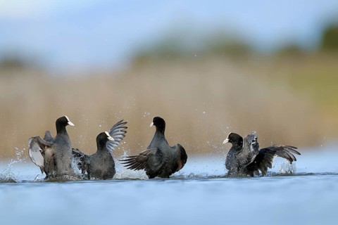 A vibrant scene of four common coots engaging in a lively dispute on the waters of BeleÃ±a lagoon,