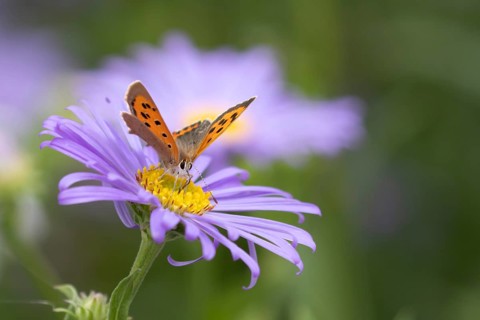 Small copper butterfly (Lycaena phlaeas) adult insect feeding on a garden Aster flower in summer,