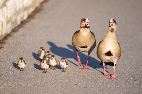 Egyptian goose (Alopochen aegyptiaca) family, mother and father with their chicks at the shore of a