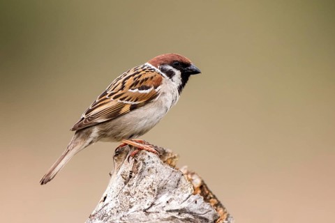 Eurasian Tree Sparrow (Passer montanus) male perched on stump, Romania