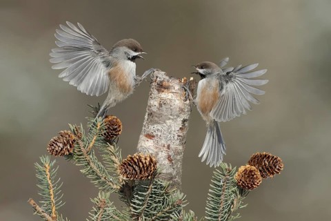 Boreal Chickadee (Poecile hudsonicus), Alaska, USA