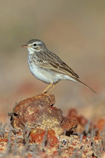 Canary Island pipit, (Anthus bertheloti) Songbird, family of stilts and pipits, Lanzarote, Canary