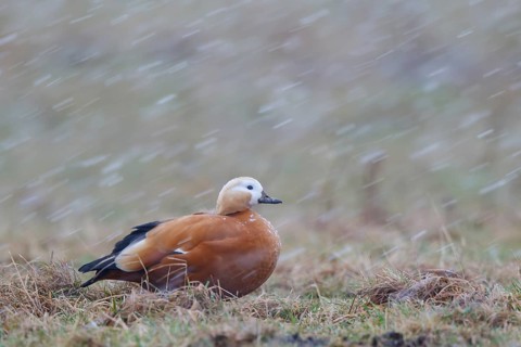 Ruddy Shelduck (Tadorna ferruginea), North Rhine-Westphalia, Germany