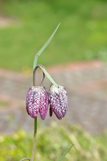 Snake's Head Fritillary (Fritillaria meleagris), single flower in a meadow, close-up,