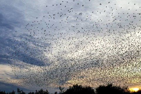 Flock of starlings (Sturnus vulgaris) directly above the roost, flock of birds, autumn migration,