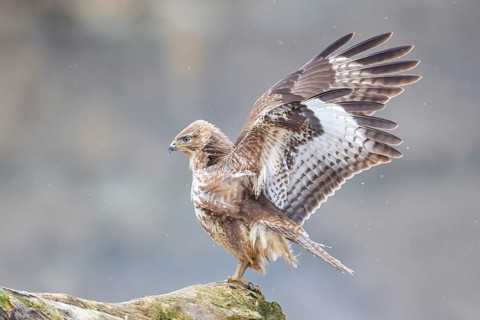 Common Buzzard (Buteo Buteo) Germany