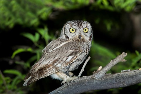 Western Screech-Owl Megascops kennikottii Tucson, Pima County, Arizona, United States 26 April