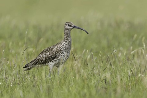 Whimbrel (Numenius phaeopus), Iceland