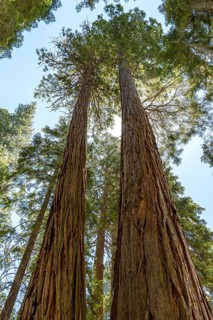 Giant sequoias rise towards the sky, showcasing the grandeur of Sequoia National Park. Sunlight