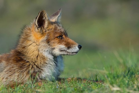 Red Fox (Vulpes vulpes) adult portrait, Netherlands
