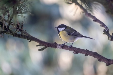 Great Tit (Parus major), Emsland, Lower Saxony, Germany