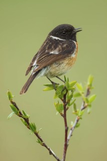 Schwarzkehlchen, Saxicola rubicola European stonechat, Saxicola rubicola