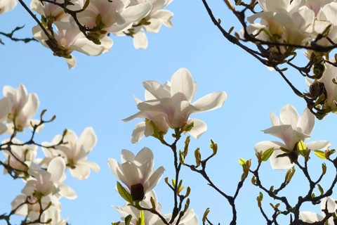 Tulip magnolia (Magnolia × soulangeana 'Amabilis'), Wilhelma, Germany