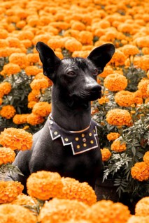 A Xoloitzcuintle dog sits majestically among vibrant cempasuchil flowers, symbolizing the Day of