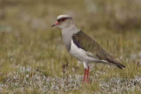 Andean Lapwing (Vanellus resplendens), Ecuador