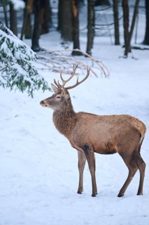 Red deer (Cervus elaphus) stag in a forest in winter, snow, Bavaria, Germany