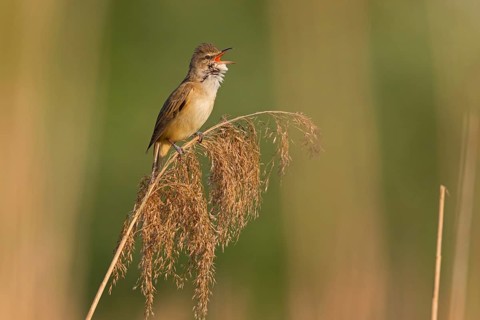 Reed warbler, (Acrocephalus arundinaceus), reedbed perch, biotope, habitat, animals, birds,