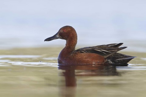 Cinnamon Teal (Spatula cyanoptera) male, British Columbia, Canada