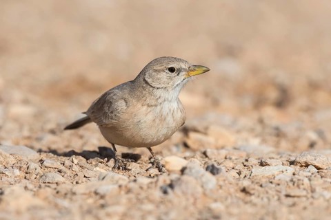 Desert Lark (Ammomanes deserti), Eilat, Israel