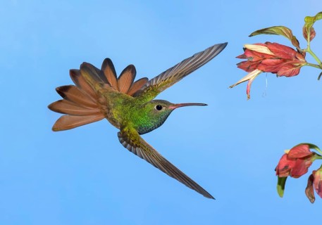 Buff-bellied Hummingbird (Amazilia yucatanensis) feeding on flower nectar, Texas, USA