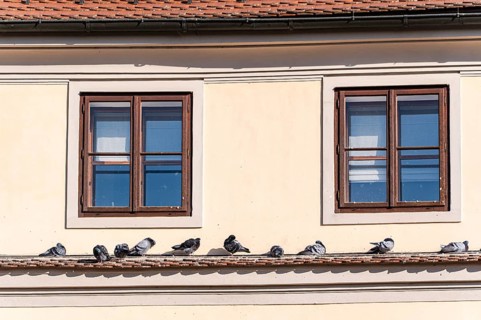A group of pigeons rests on a ledge below two old wooden windows, set in a cream-colored wall. The