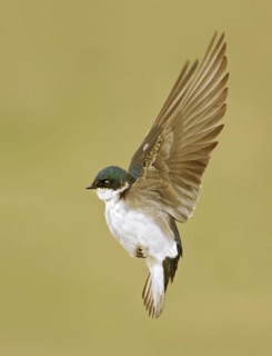 Tree Swallow (Tachycineta bicolor) flying, Saskatchewan, Canada