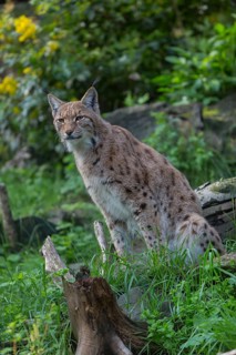 One Eurasian (Carpathian) lynx, Lynx lynx carpathicus, standing in lush vegetation with tree logs