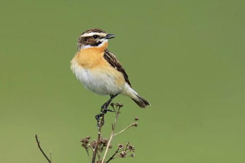 Whinchat (Saxicola rubetra) male singing, Brandenburg, Germany
