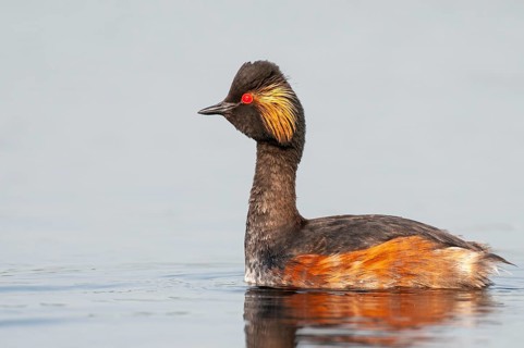 Black-necked Grebe (Podiceps nigricollis) in its plumage, Goldenstedter Moor, Goldenstedt, Lower