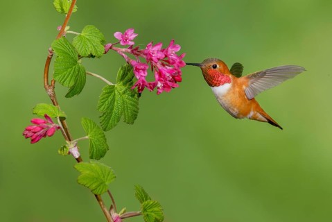 Rufous Hummingbird Male (Selasphorus rufus) - (Selasphorus rufus) - Victoria BC, Canada