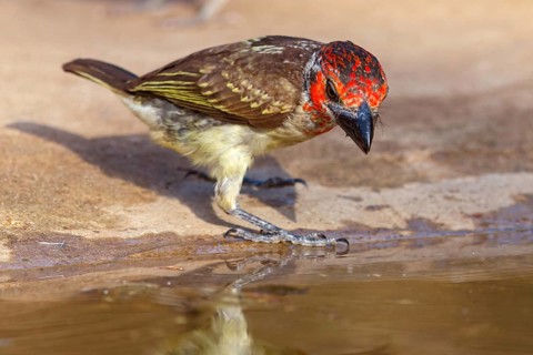 Blood-breasted Barbet, Lybius, vieilloti Vieillot's Barbet, Barbican de Vieillot, Barbudo