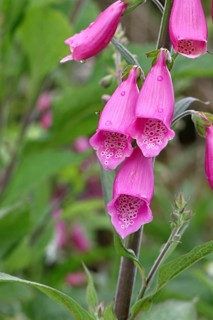 Common foxglove (Digitalis purpurea), flowers, close-up, from the plantain family, highly toxic,