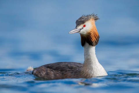 Haubentaucher, Podiceps cristatus Great Crested Grebe, Podiceps cristatus