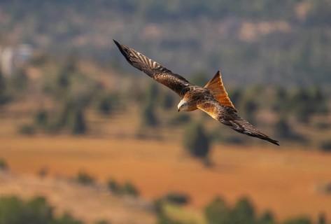 A red kite glides effortlessly through the sky, showcasing its elegant plumage. The blurred