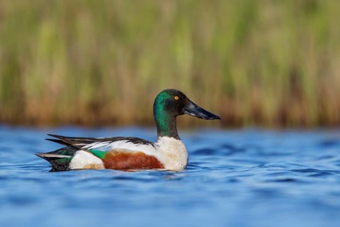 Northern Shoveler (Anas clypeata) in a pond near Nome, Alaska