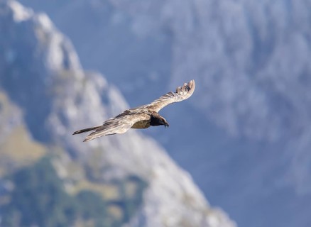 Bearded vulture (Gypaetus barbatus), Berchtesgaden, Alps, Bavaria, Germany