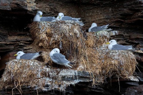 Dreizehenmöwe, Black-legged Kittiwake, Kittiwake, Rissa tridactyla, Mouette tridactyle, Gaviota