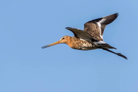 Black-tailed Godwit (Limosa limosa) flying, Texel, Netherlands