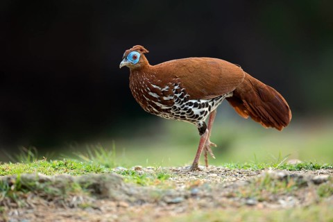 Crested Fireback (Lophura ignita rufa) female, Pahang, Malaysia