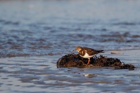 Ruddy Turnstone (Arenaria interpres), Netherlands