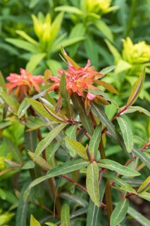 Himalayan spurge (Euphorbia griffithii 'Fireglow'),  Czech Republic