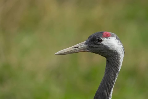 Common crane (Grus grus) adult bird head portrait, England, United Kingdom