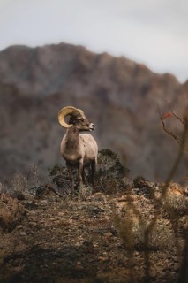 From below, a majestic desert bighorn sheep stands against the rugged backdrop of the Santa Rosa
