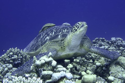 Green turtle (Chelonia mydas)
