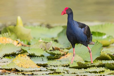 Australasian Swamphen (Porphyrio melanotus) in a wetland area in Papua New Guinea