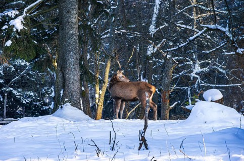 Male red deer, Cervus elaphus, in snowy winter forest, Swabian Jura, Baden-Württemberg, Germany