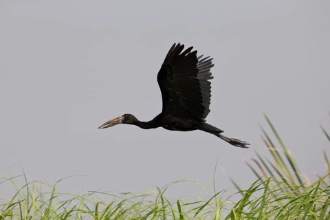African Openbill (Anastomus lamelligerus) flying, Semuliki National Park, Uganda