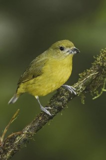 Orange-bellied Euphonia (Euphonia xanthogaster) female, Ecuador