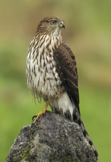 Cooper's Hawk (Accipiter cooperii), Canada