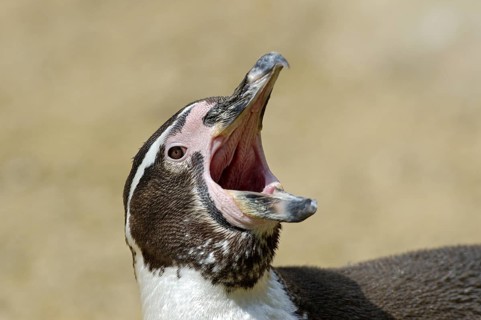 Humboldtpinguin (Spheniscus humboldti), Portrait, gaehnt, captive, Zoo/Gehege, NRW, Deutschland